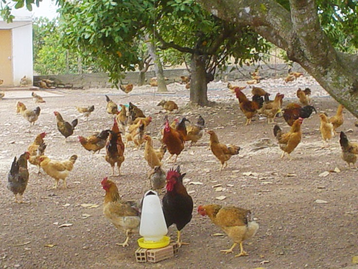 Bình Phước: Mô hình chăn nuôi gà thả vườn an toàn sinh học